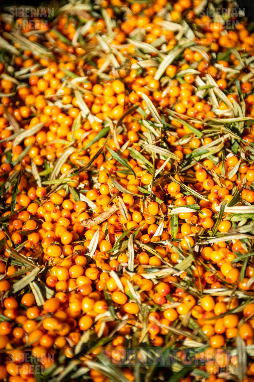 Sea buckthorn - the golden berry of Altai