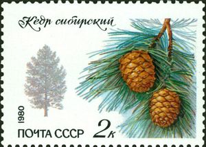 Siberian Pinus Sibirica, or Siberian pine - mighty source of energy. How siberian pine nuts and pine nut oil, concentrate all the power of the mighty tree.