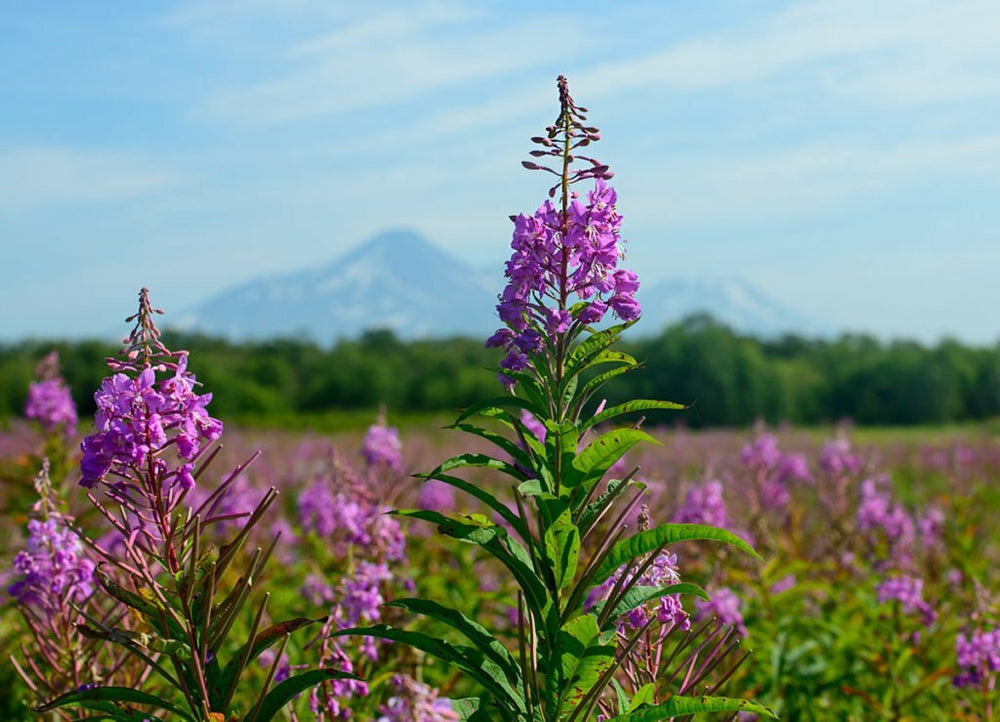 Nine interesting facts about Siberian Fireweed, also known as Ivan-Tea ...