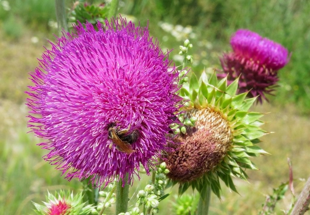 Maral Root - the benefits of Altai herb and a recipe of healing infusion