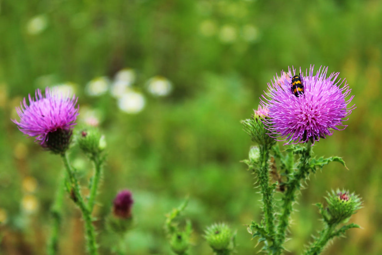 Milk thistle oil: every drop for health.