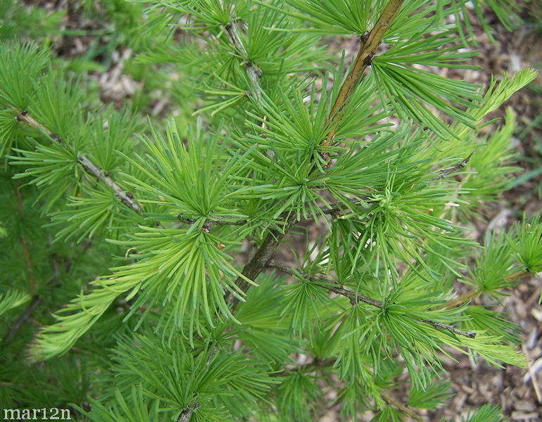 Siberian (Pine) Larch - what it is and why it's great for respiratory health, cardiovascular and immune system?