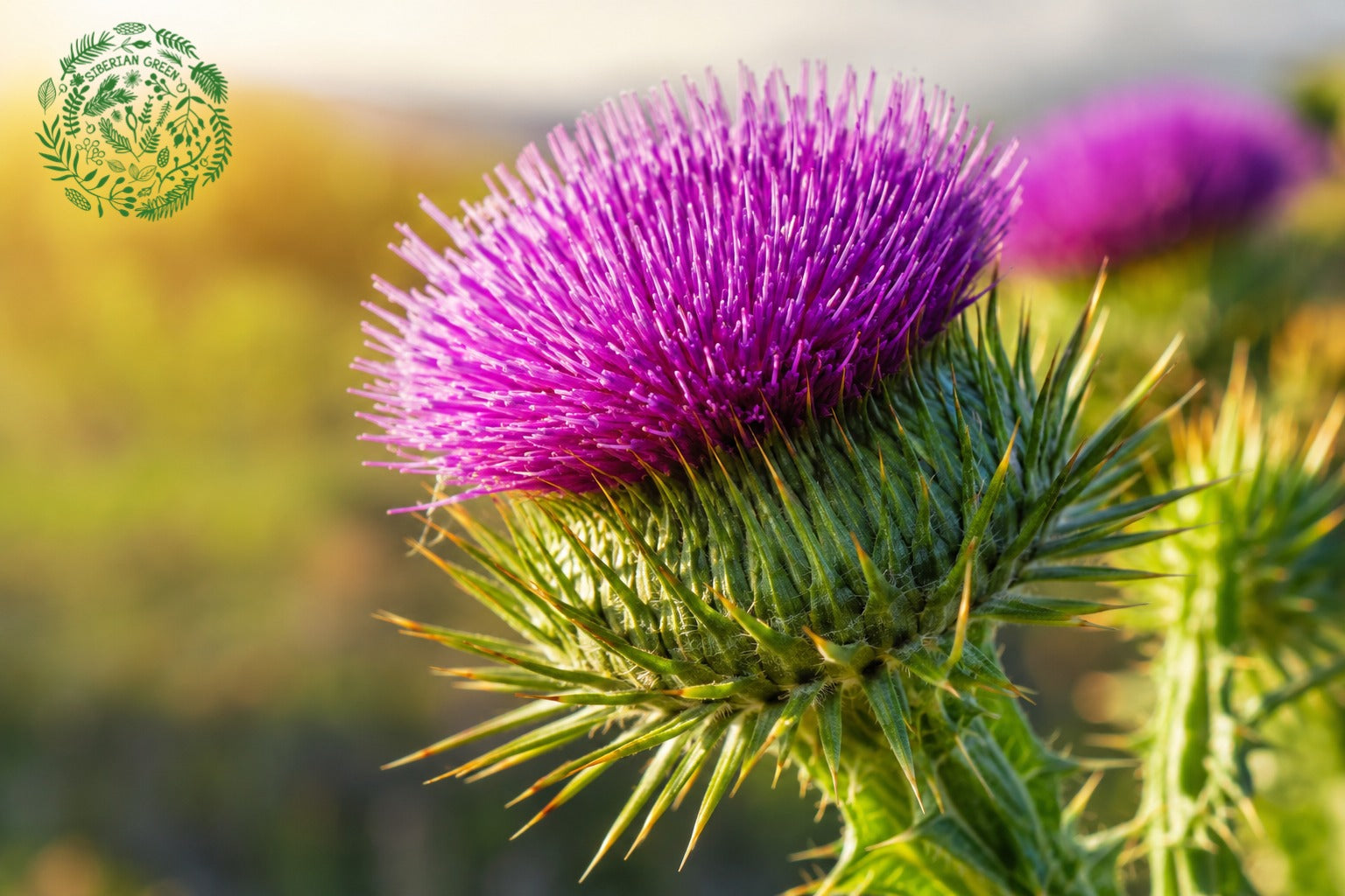 buy milk thistle seeds