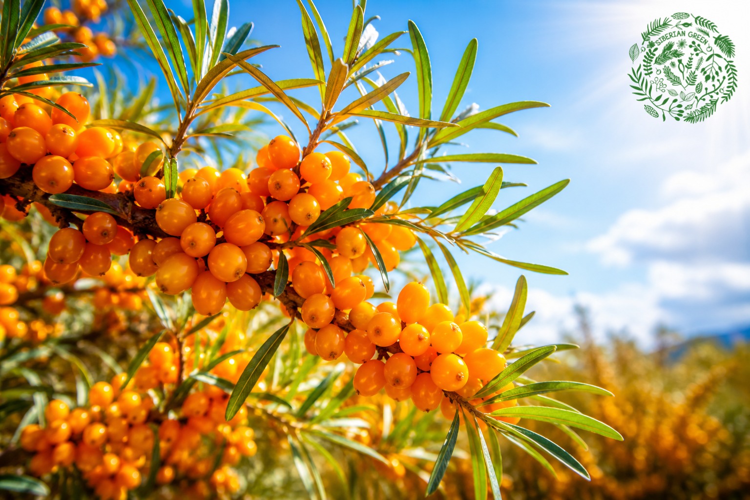 wild harvested sea buckthorn