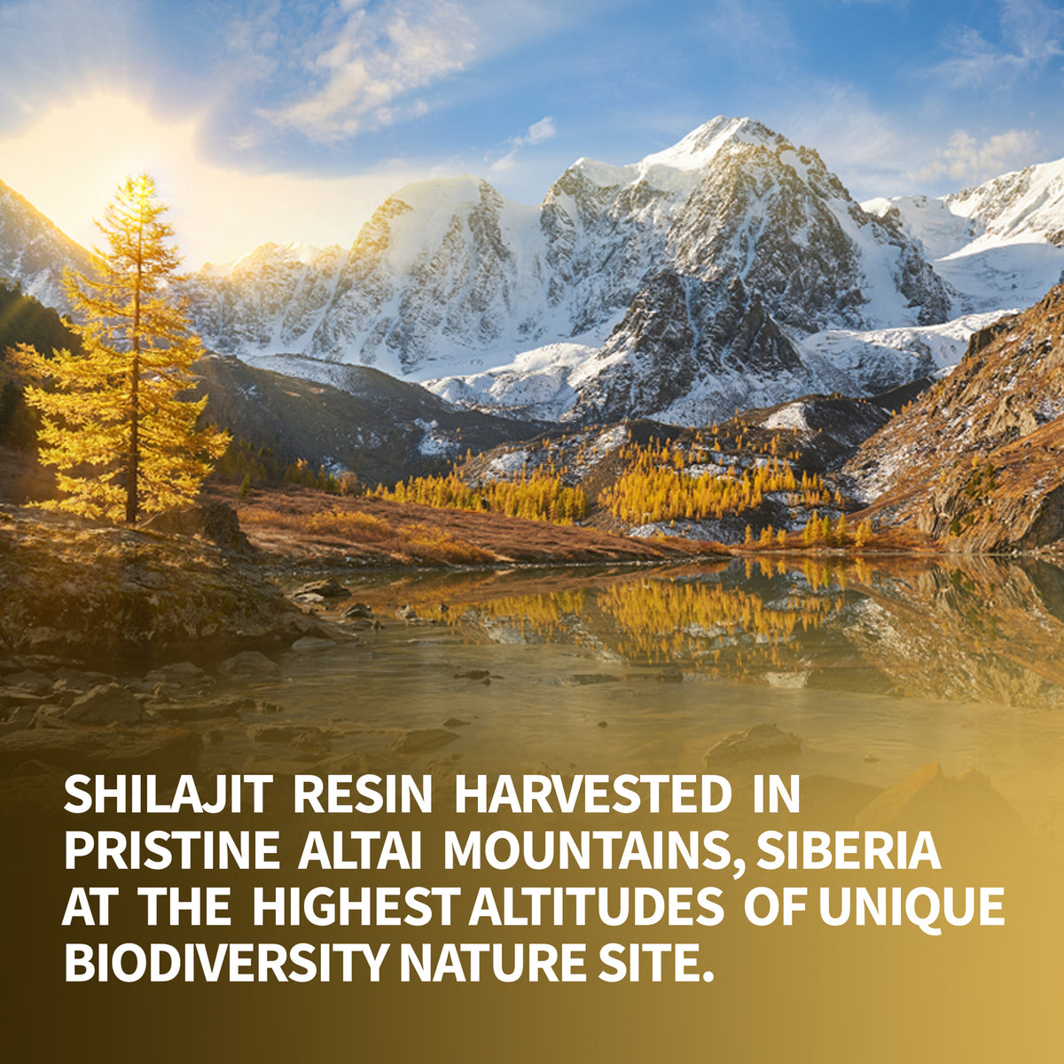 Shilajit 120 gotas secas: Shilajit de las montañas doradas de Altai de Siberian Green